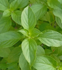 BIO Bazalka citrónová – Ocimum basilicum – bio semena bazalky