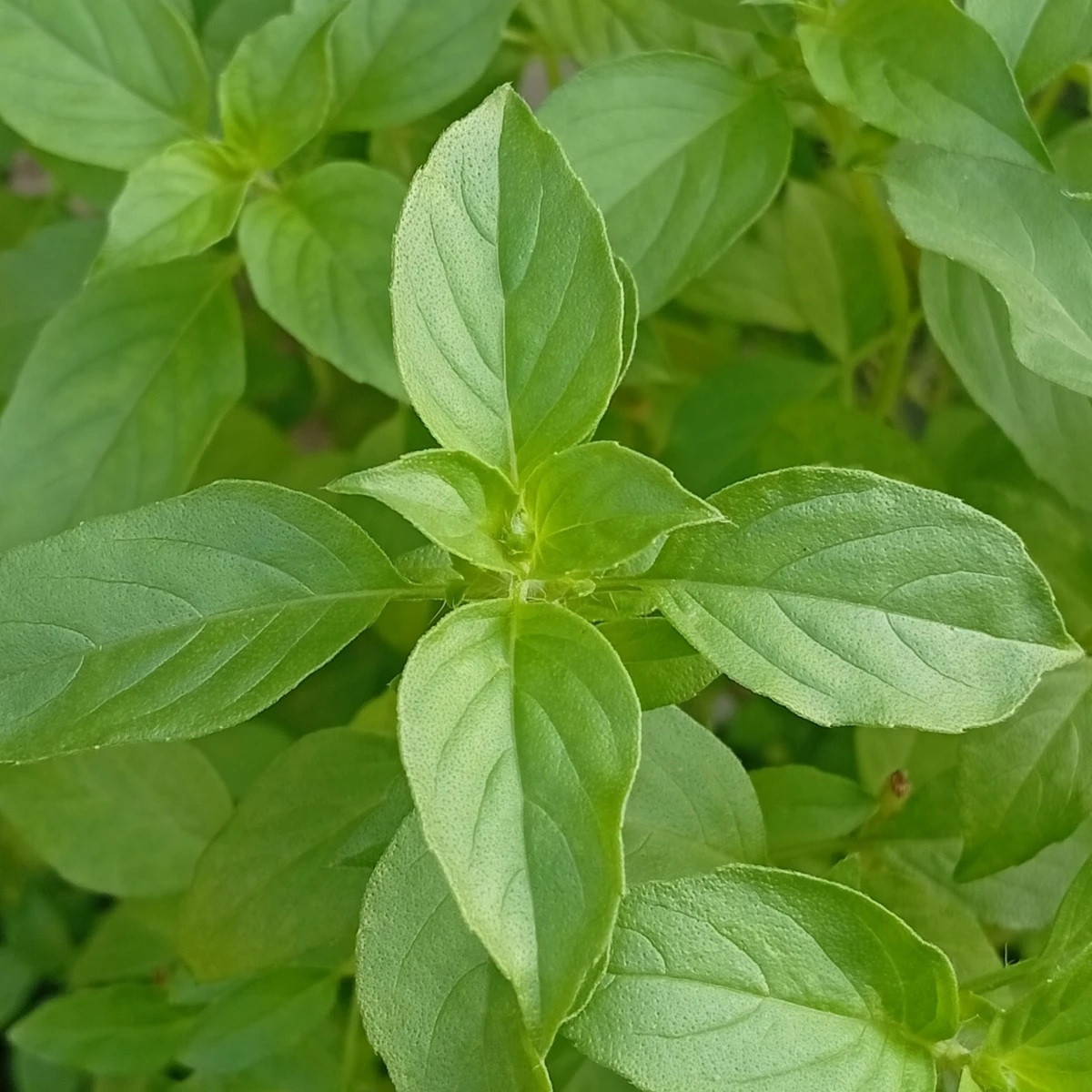 BIO Bazalka citrónová – Ocimum basilicum – bio semena bazalky