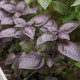 BIO Bazsalikom Rosso piros - Ocimum basilicum - bio bazsalikom magok - 100 db