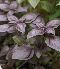 BIO Bazalka Rosso červená – Ocimum basilicum – bio semena bazalky