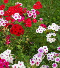 Lángvirág Drummondova Tapestry - Phlox drum. - lángvirág magok - 180 ks
