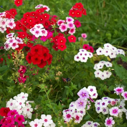 Lángvirág Drummondova Tapestry - Phlox drum. - lángvirág magok - 180 ks