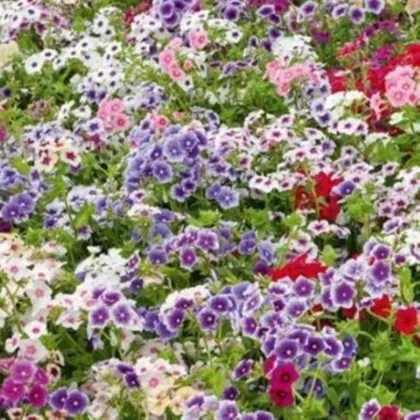 Lángvirág Drummondova Tapestry - Phlox drum. - lángvirág magok - 180 ks