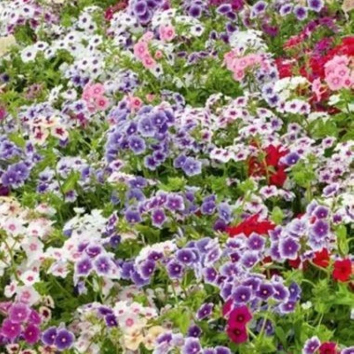 Lángvirág Drummondova Tapestry - Phlox drum. - lángvirág magok - 180 ks