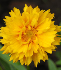 Nagyvirágú szépecske Presto - Coreopsis grandiflora - szépecske magok - 20 db