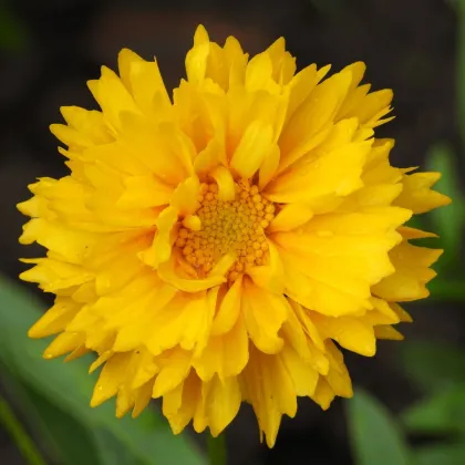 Krásnoočko velkokvěté Presto – Coreopsis grandiflora – semena krásnoočka