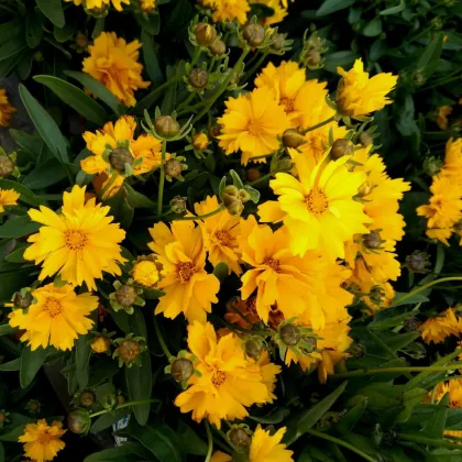 Nagyvirágú szépecske Presto - Coreopsis grandiflora - szépecske magok - 20 db