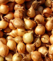 Cibule šalotka Mikor – Allium cepa – cibulky – pěstování