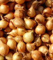Salotta hagyma Mikor – Allium cepa – hagymák – termesztés