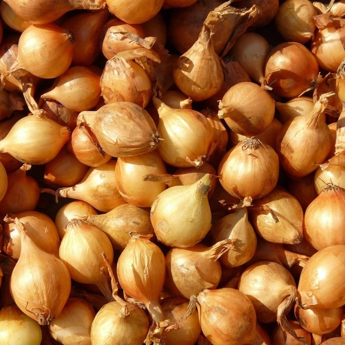 Cibule šalotka Mikor – Allium cepa – cibulky – pěstování
