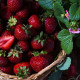 Jahodník Cherryberry – Fragaria ananassa – sazenice jahodníku
