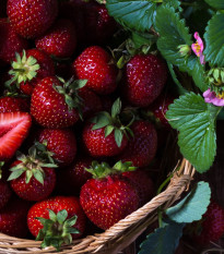 Jahodník Cherryberry – Fragaria ananassa – sazenice jahodníku