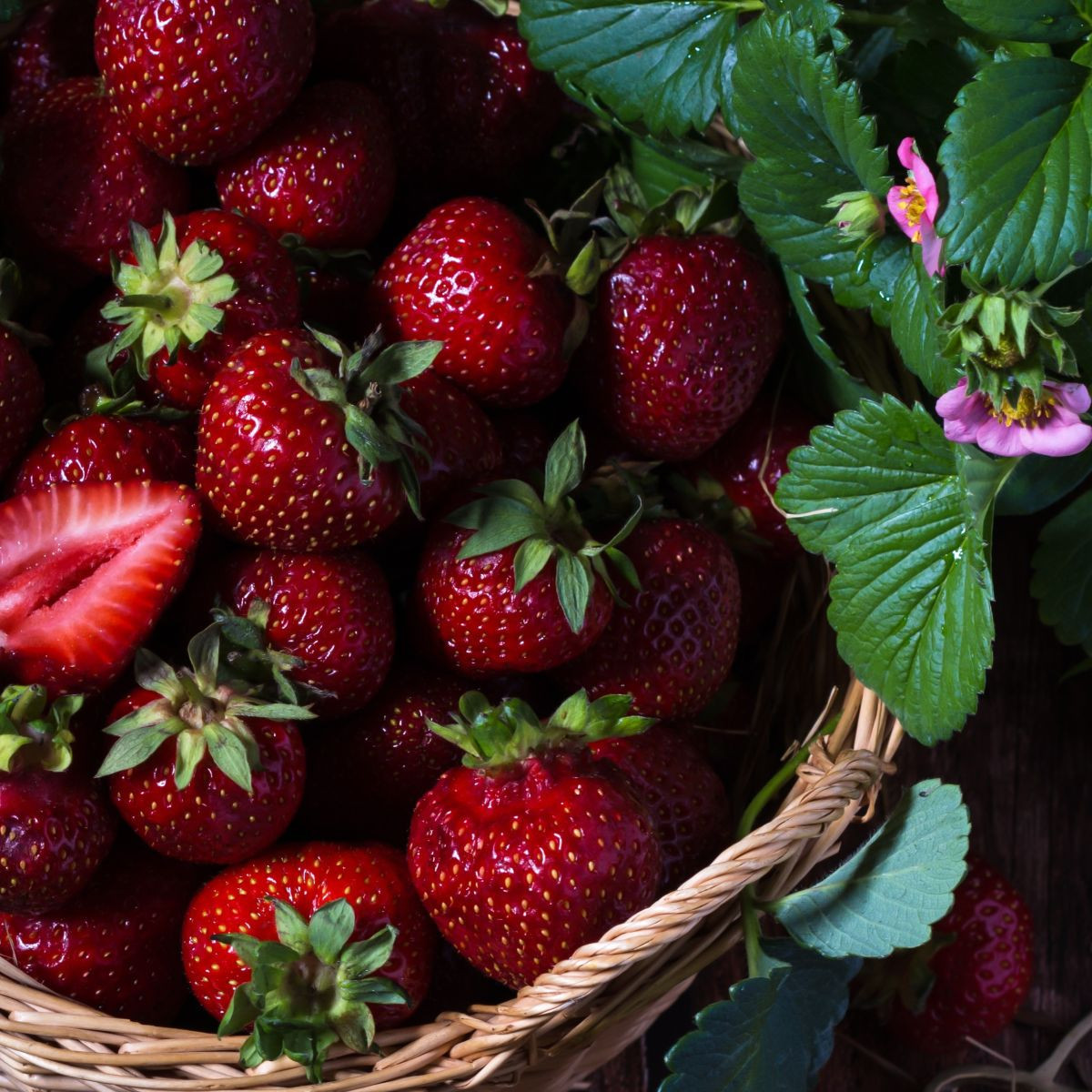 Jahodník Cherryberry – Fragaria ananassa – sazenice jahodníku