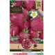 Jahodník Cherryberry – Fragaria ananassa – sazenice jahodníku