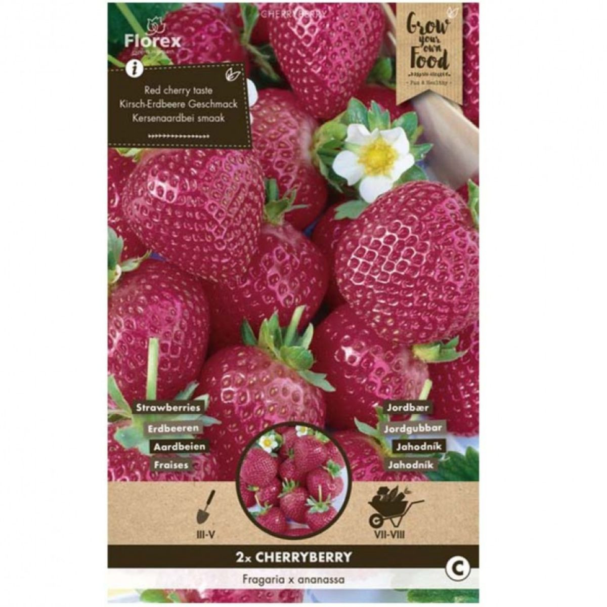 Jahodník Cherryberry – Fragaria ananassa – sazenice jahodníku