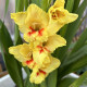 Gladiol Jester – Gladiolus – mečík – hlízy