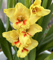Kardvirág Jester - Gladiolus - kardvirághagymák - 3 db másolata