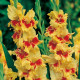 Kardvirág Jester - Gladiolus - kardvirághagymák - 3 db másolata