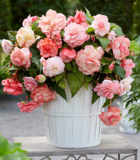 Begonie Flamenca - Begonia splendide - begónia gumók - 2 db