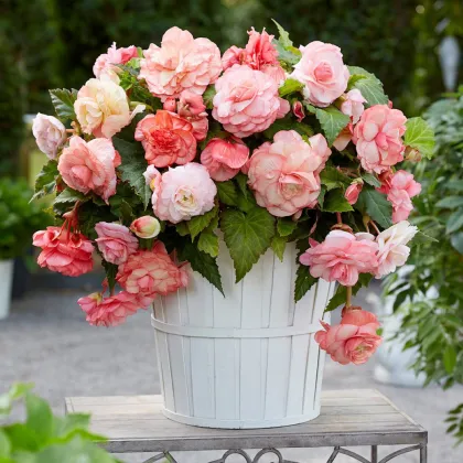 Begonie Flamenca - Begonia splendide - begónia gumók - 2 db