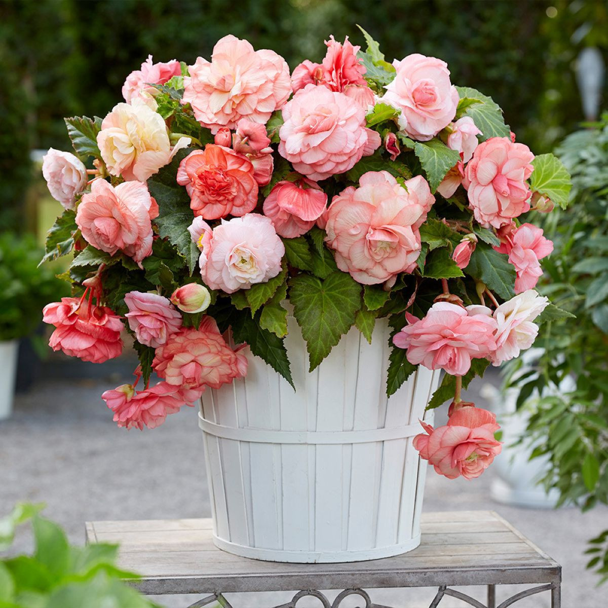 Begonie Flamenca - Begonia splendide - begónia gumók - 2 db