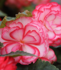 Begónie Pink Balcony – balkonové květiny – pěstování