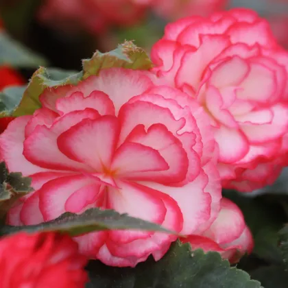 Begonie Pink Balkon - Begonia tuberhybrida - begónia gumók - 2 db