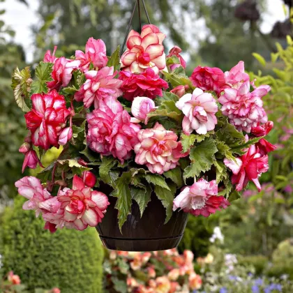 Begónie Pink Balcony – balkonové květiny – pěstování