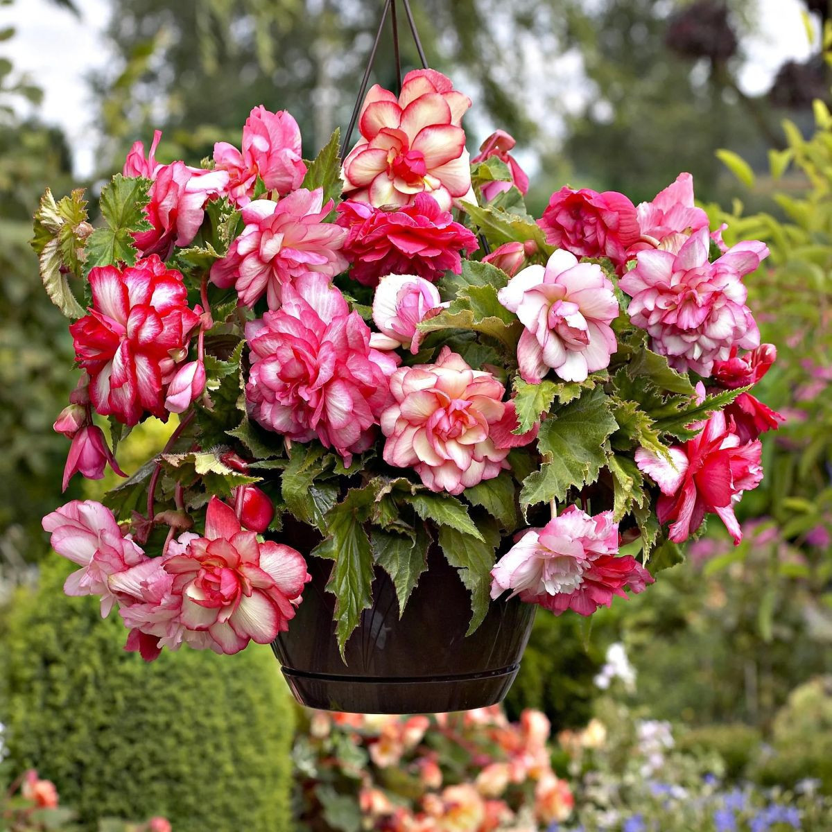Begonie Pink Balkon - Begonia tuberhybrida - begónia gumók - 2 db