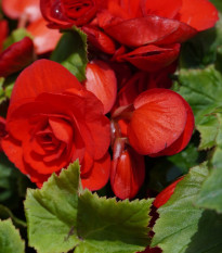 Begónia Nonstop piros – Begonia tuberhybrida – díszvirág gumók