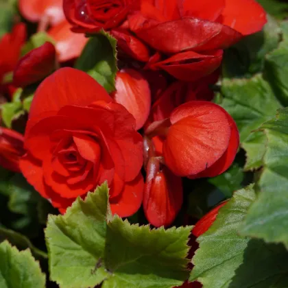 Begónia Nonstop piros - Begonia tuberhybrida - begónia gumók - 2 db