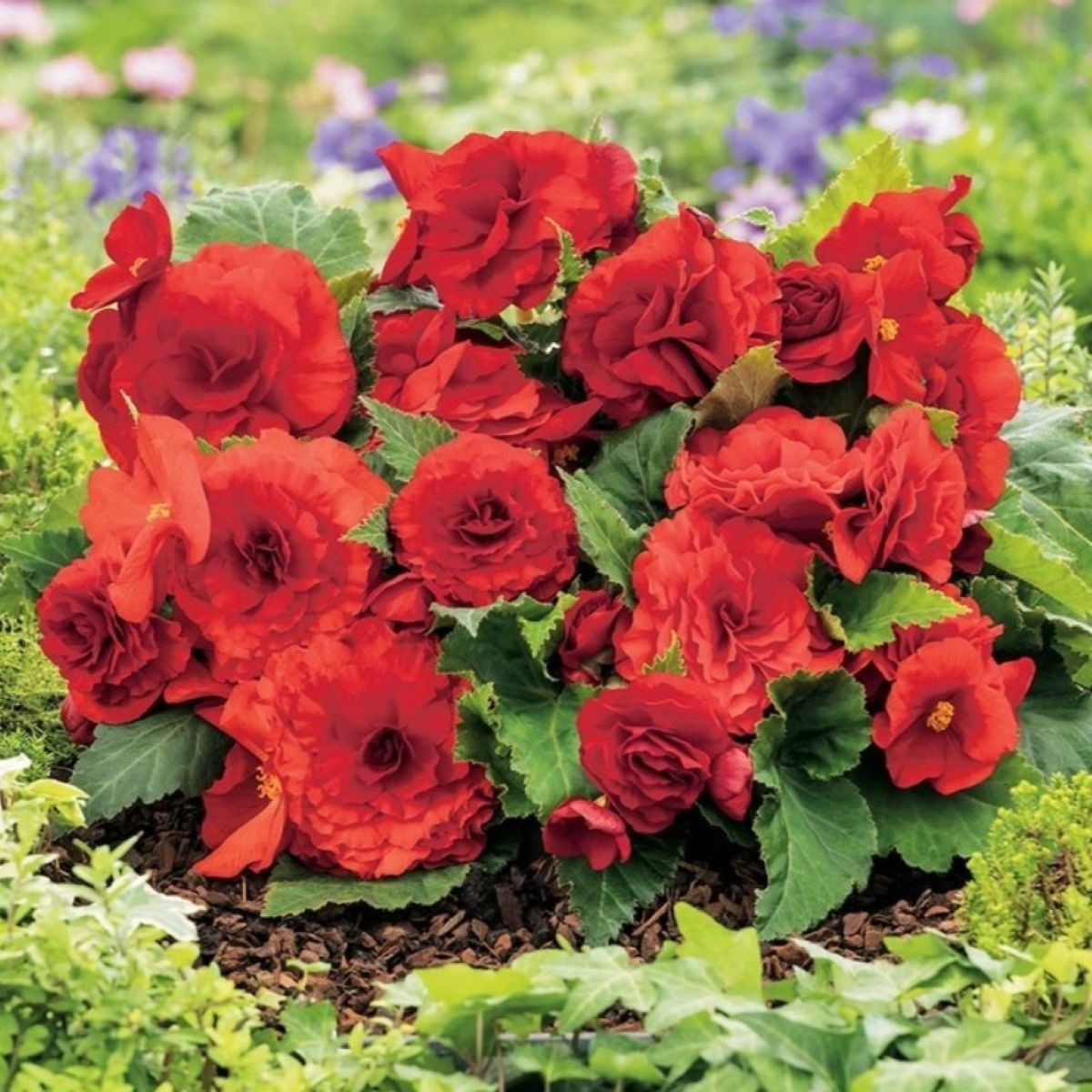 Begónia Nonstop piros - Begonia tuberhybrida - begónia gumók - 2 db