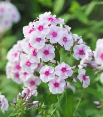 Lángvirág Graf Zeppelin - Phlox - szabadgyökerű lángvirág palánta - 1 db