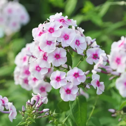 Lángvirág Graf Zeppelin - Phlox - szabadgyökerű lángvirág palánta - 1 db