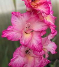 Gladiol Violet King – Gladiolus – pěstování – hlízy mečíku