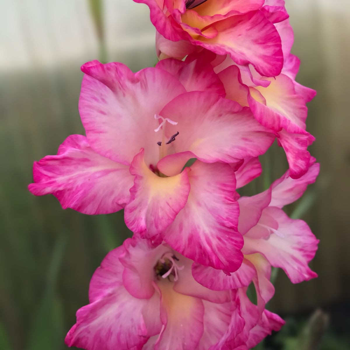 Kardvirág Violet King - Gladiolus - kardvirághagymák - 3 db