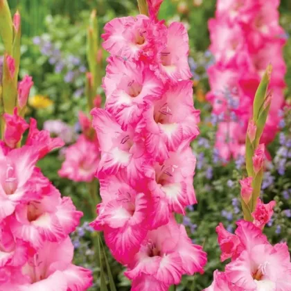 Kardvirág Violet King - Gladiolus - kardvirághagymák - 3 db
