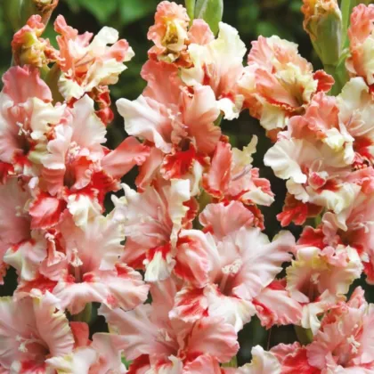Gladiol Mindset – Gladiolus – pěstování – hlízy mečíku