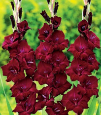 Kardvirág At Night - Gladiolus - kardvirág gumók - 3 db