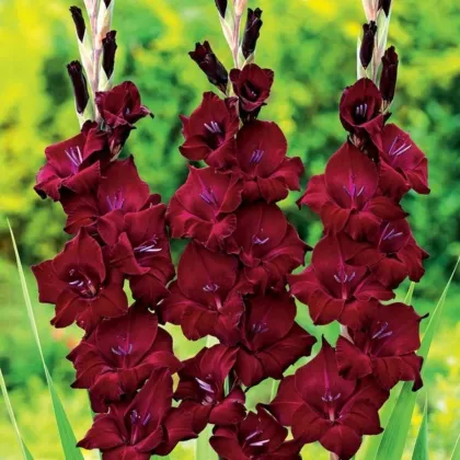 Kardvirág At Night - Gladiolus - kardvirág gumók - 3 db