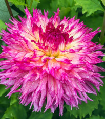 Dália Nenekazi – Dahlia – dekoratív dáliák termesztése