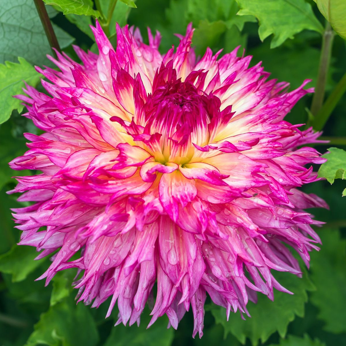 Dália Nenekazi - Dahlia - dália gumók - 1 db