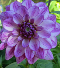 Dália Seduction - Dahlia - dália gumók - 1 db