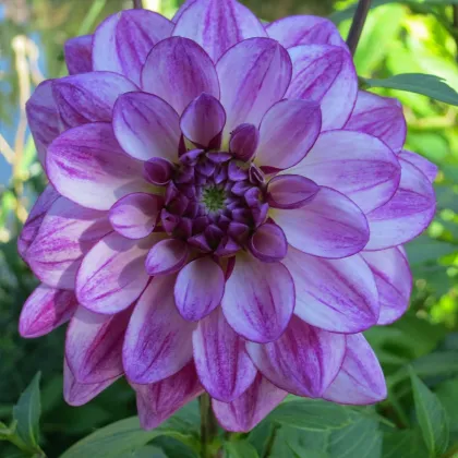 Jiřinka Seduction – Dahlia – hlízy jiřiny