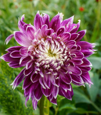 Dália Vancouver - Dahlia - dália gumók - 1 db