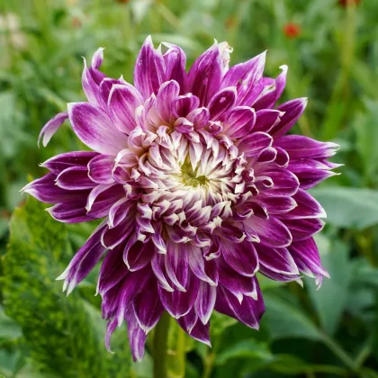 Dália Vancouver - Dahlia - dália gumók - 1 db