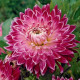 Jiřinka Vancouver – Dahlia – hlízy jiřiny