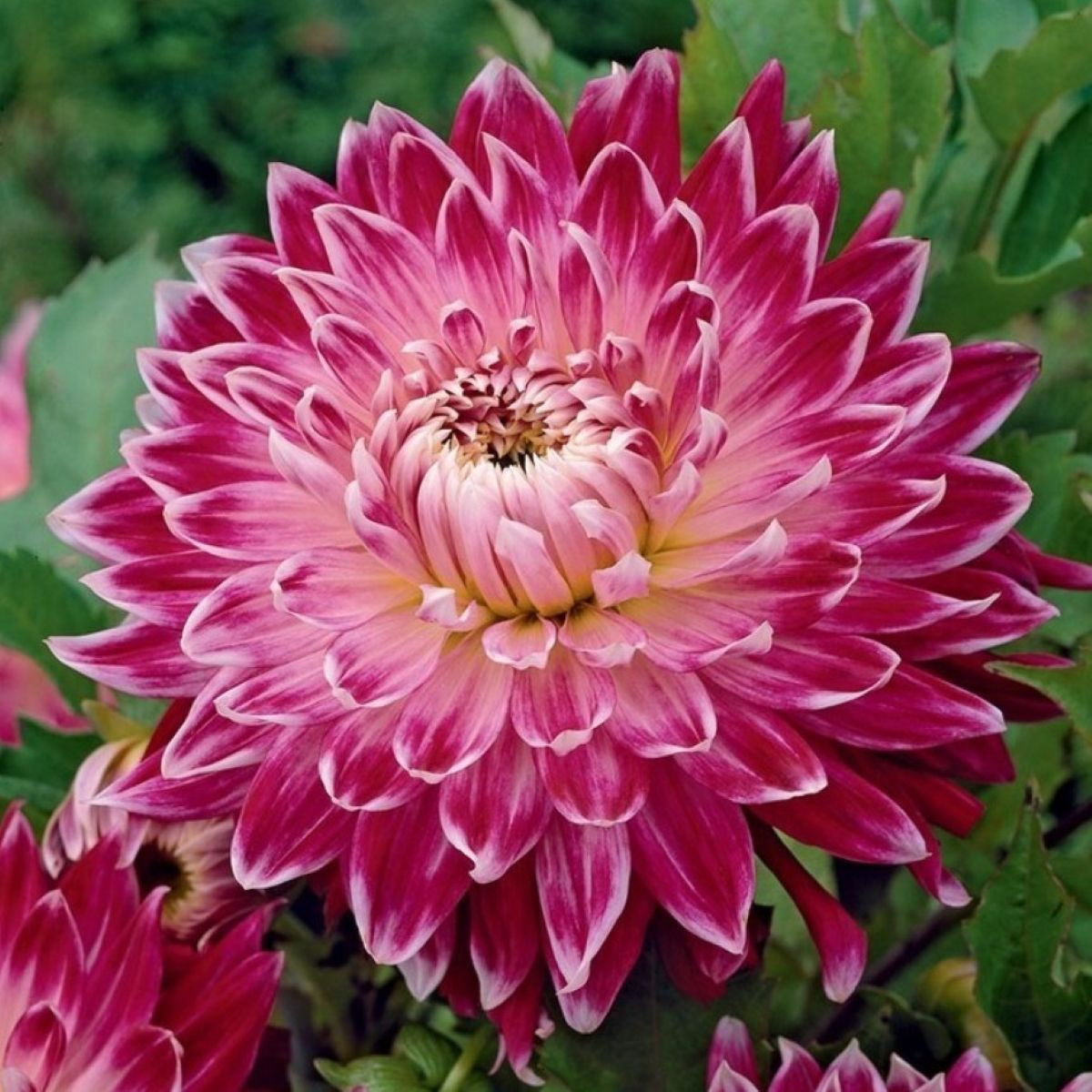 Jiřinka Vancouver – Dahlia – hlízy jiřiny