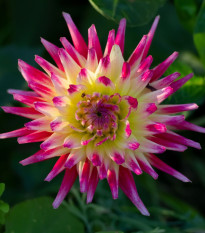 Dália Tahiti Sunrise - Dahlia - dália gumók - 1 db másolata