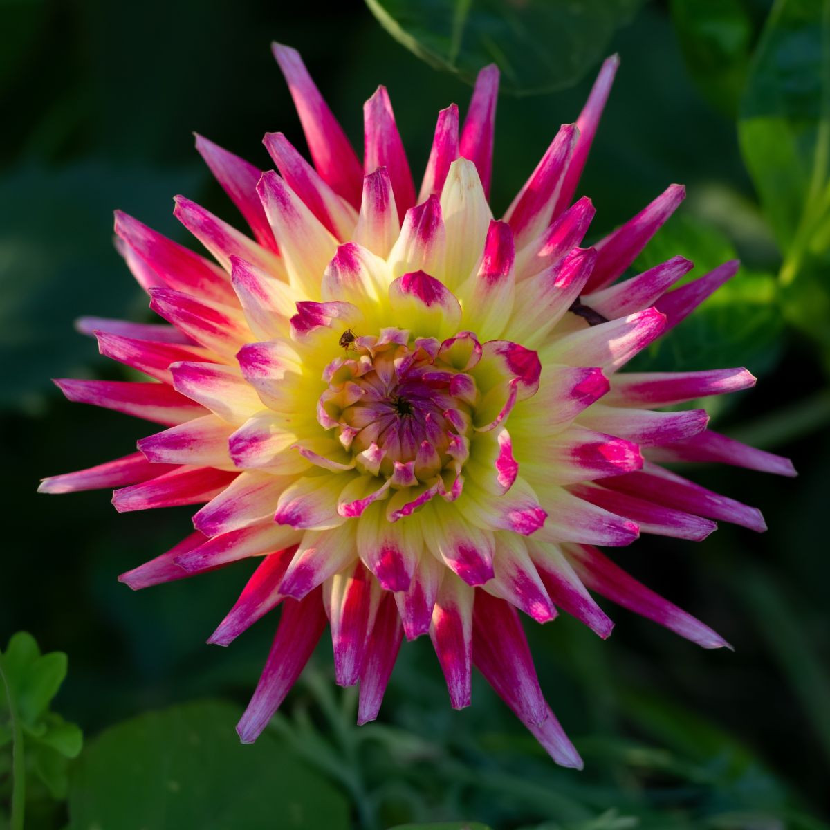 Dália Tahiti Sunrise - Dahlia - dália gumók - 1 db másolata